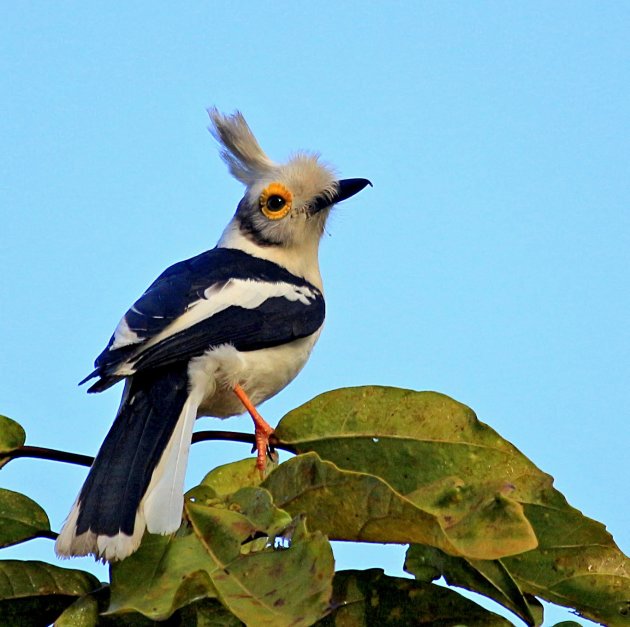 Bezek Gambia eens om vogels te spotten