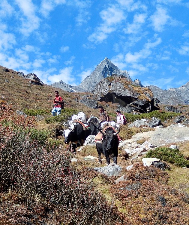 Wandelen langs grazende Yaks