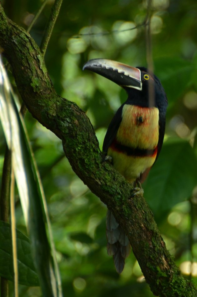 Toekans spotten in Costa Rica