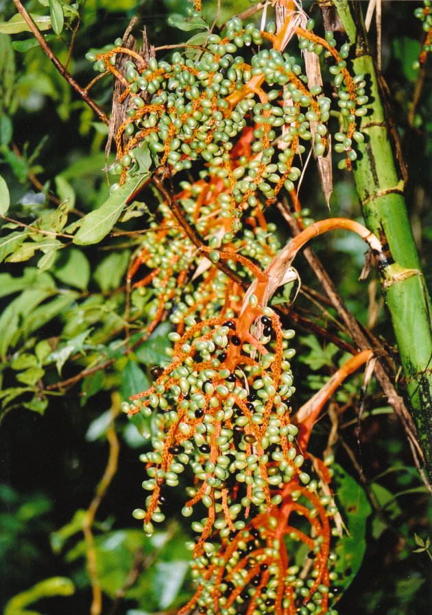 kleurprobleem