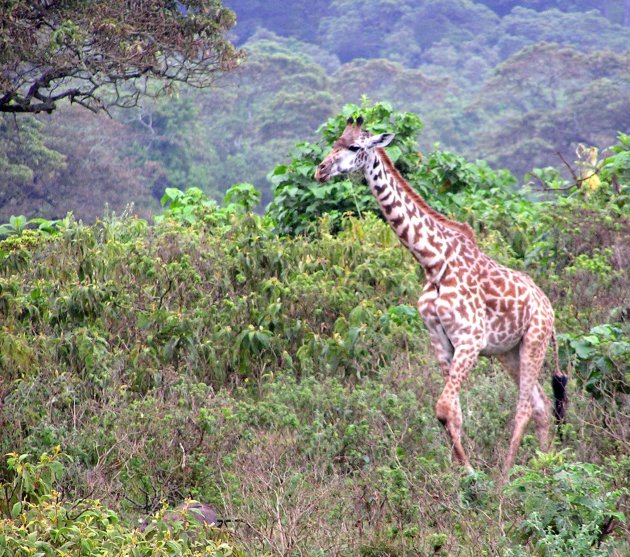 wandelsafari