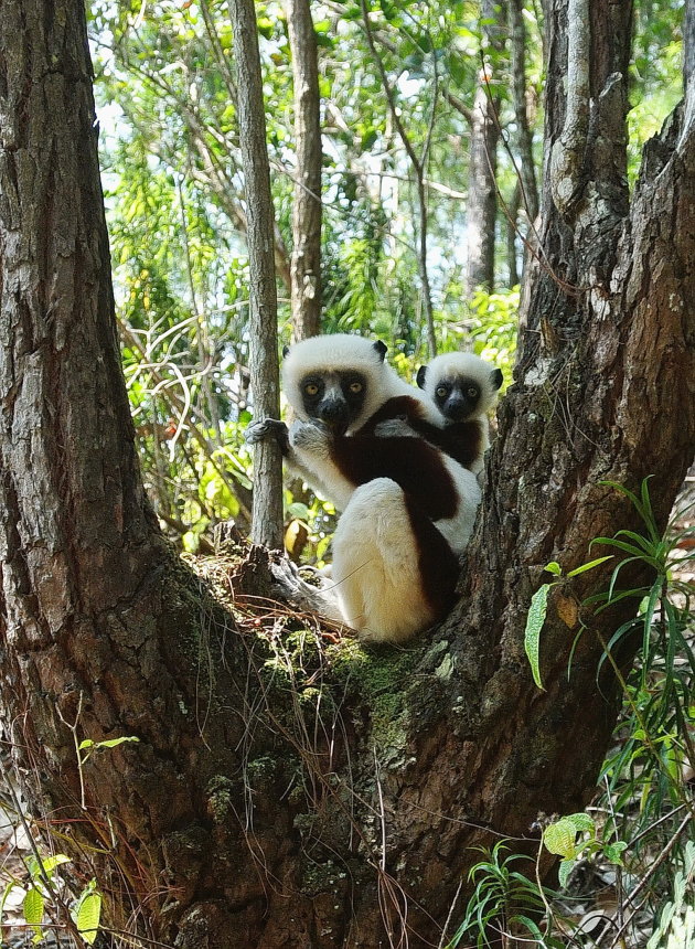 Coquerel Sifaka