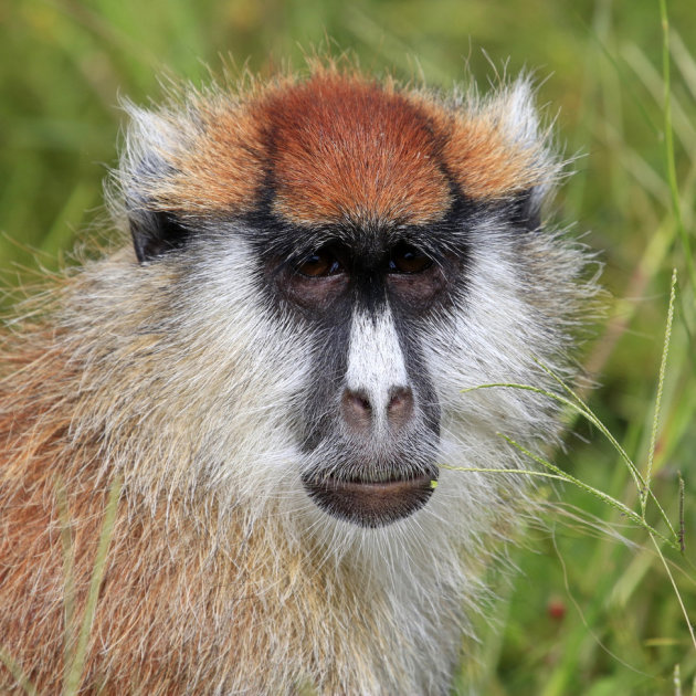 Patas Monkey