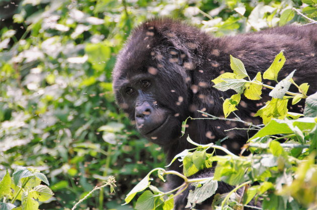 Silverback Gorilla