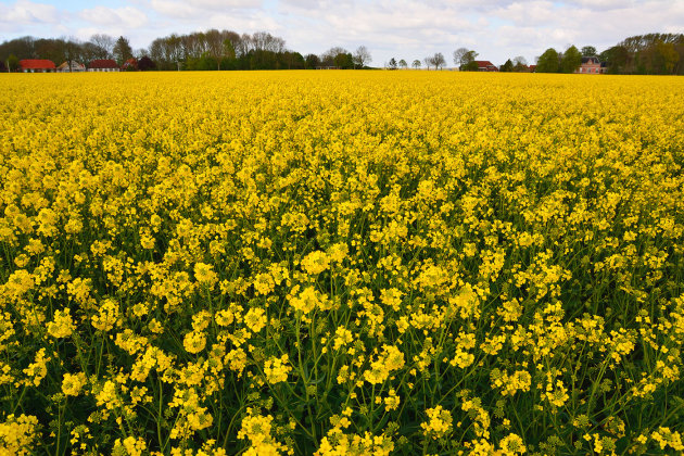 Fields of Gold