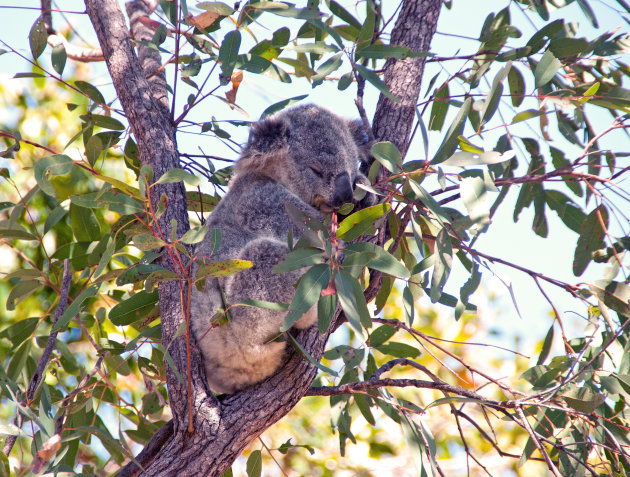 Koala's zien? Ga naar Magnetic Island.