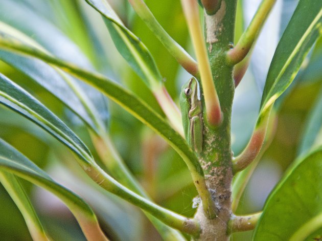 Australische boomkikker (?)