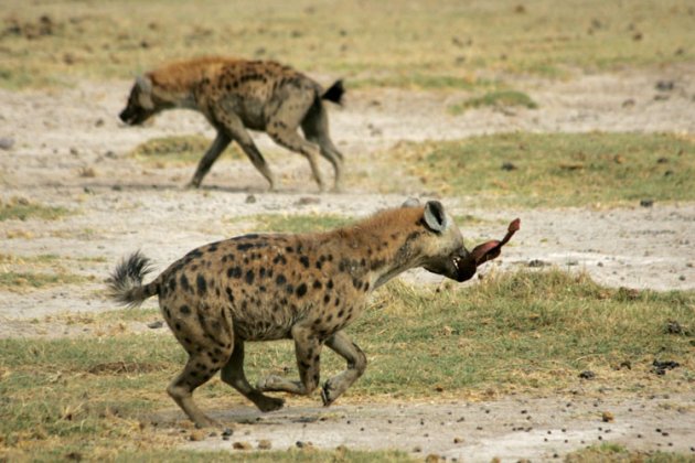 hyena en zebra...