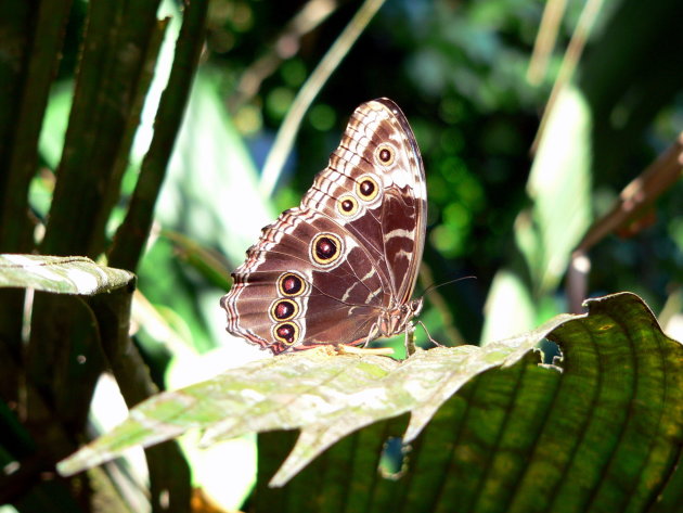 Blue Morpho