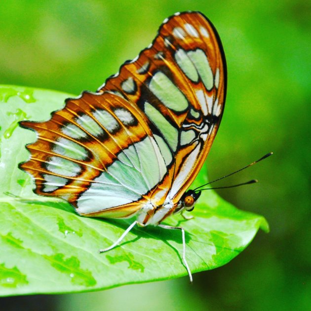 Butterfly farm Aruba