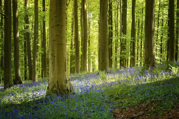 Paars bloementapijt