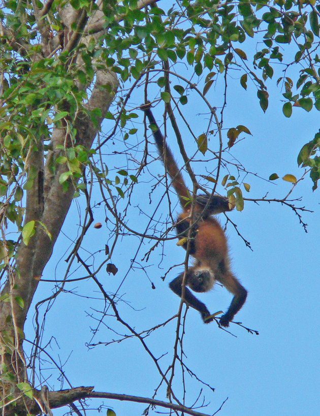 Acrobatische toeren, Spidermonkey.