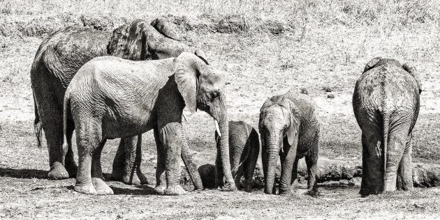 Op familiebezoek in Tarangire