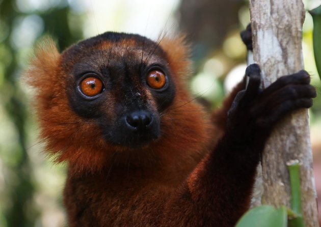 Hybride Lemur