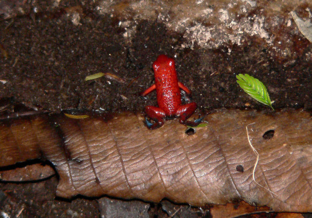 Blue jeans dart frog