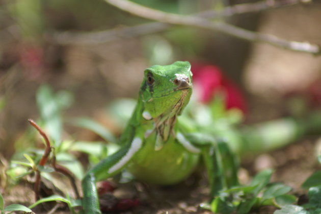 Groene Hagedis vooraanzicht