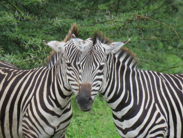 Tanzania in de regentijd