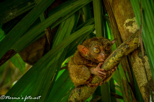 Tarsiers op Bohol