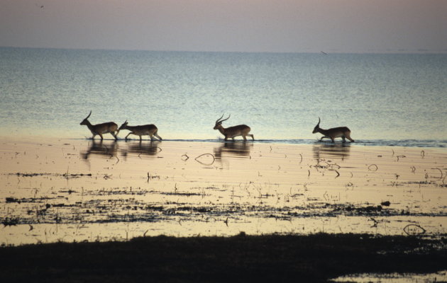 Kafue Lechwe at Lochinvar