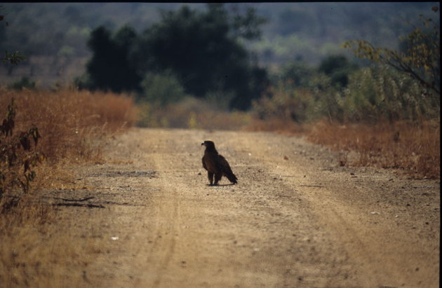 Tawny Eagle at Kafue Nat. park