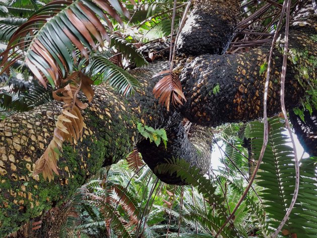 Modjadji Cycad Reserve