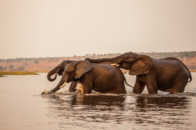 Chobe oversteek