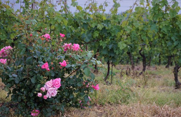 wijnstreek Monferrato