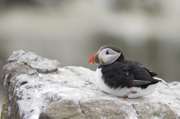 Bezoek Farne Island voor de Papegaaiduiker