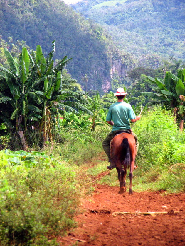 cubaanse cowboy