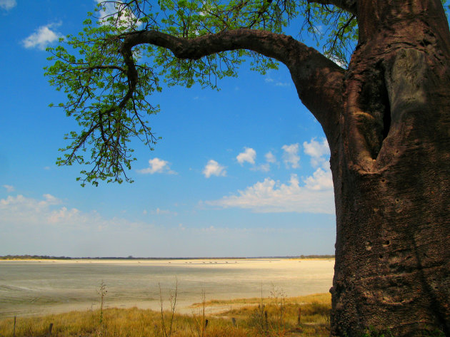 Baines Baobabs