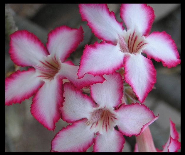 impala lily