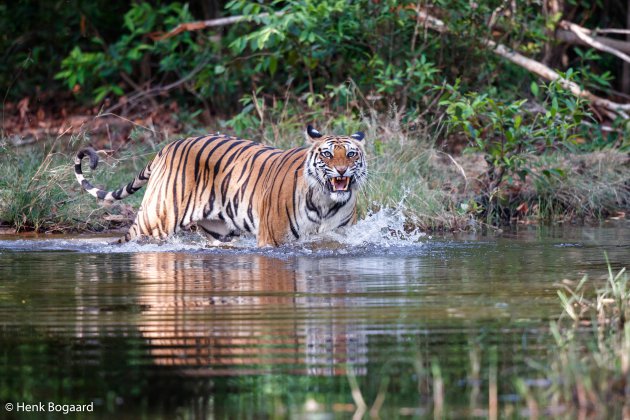 Tijger grommend in het water in Bandhavgarh National Park in India