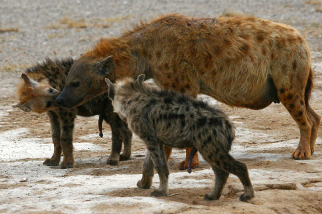 hyena met kleintjes