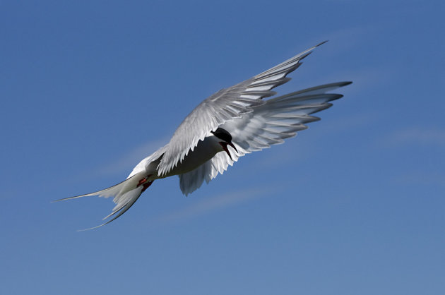 Stern / Farne Island