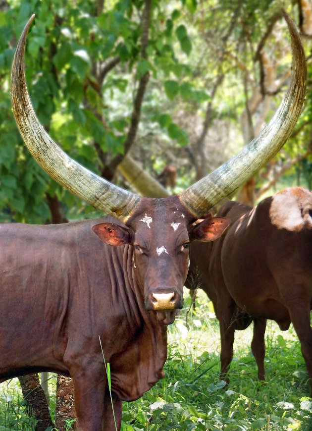 Lake Mburo NP, perfect voor een wandelsafari