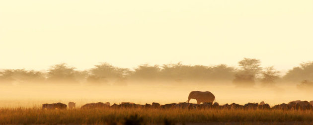 elefant in the mist...