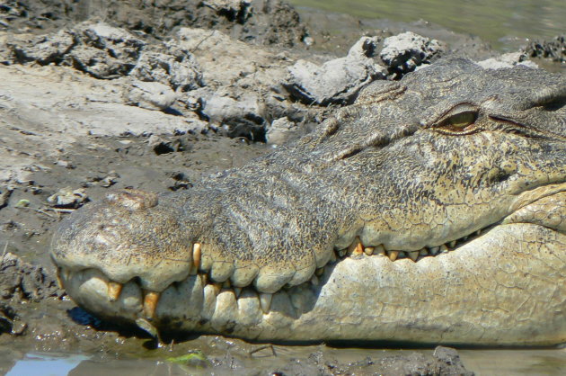 croc