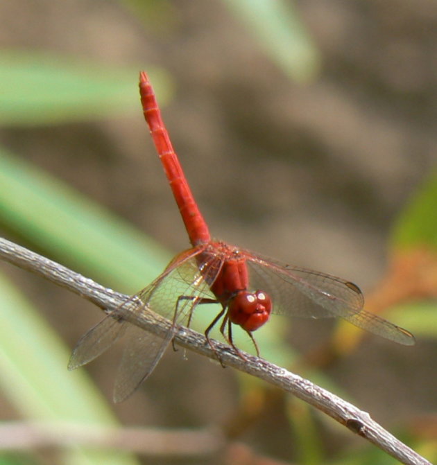 dragonfly