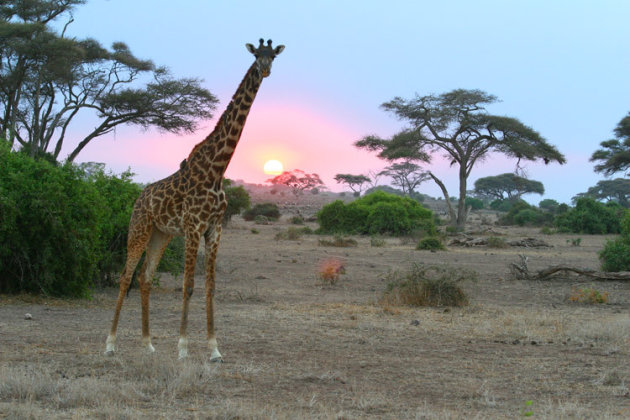 zonsondergang en giraffe