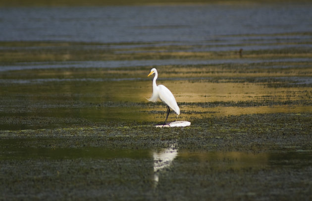 Reiger in het meer