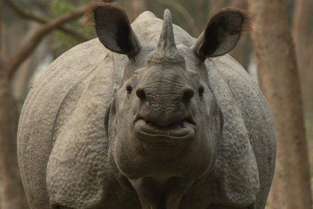 Indische Neushoorn in Pobitora Wildlife Sanctuary