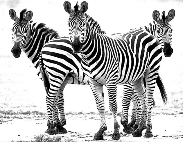 Zebra's