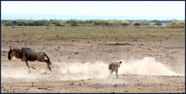 PANORAMA! hyena op jacht