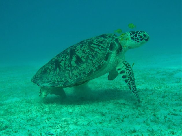 Perhentian turtles