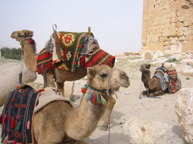 groep kamelen