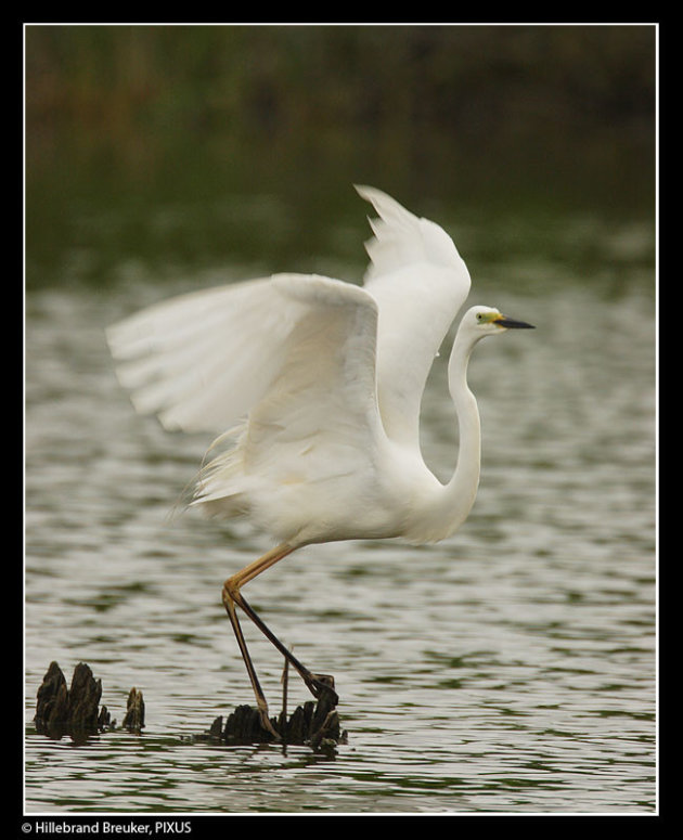 Grote Zilverreiger