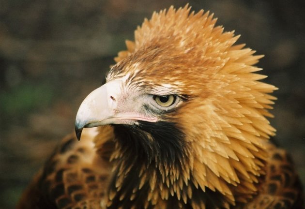 wedge tail eagle