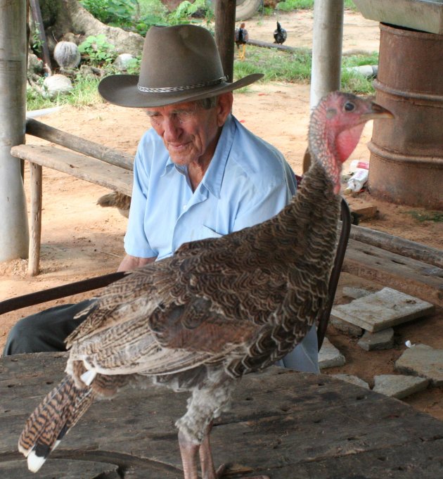 Cubaan en vogel