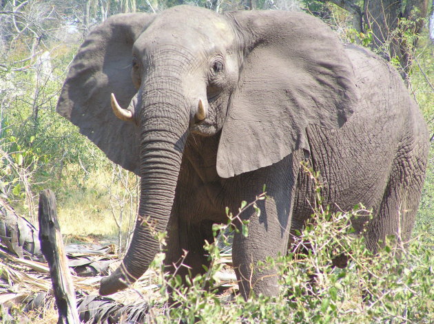 Olifant kwam wel hel dicht bij!