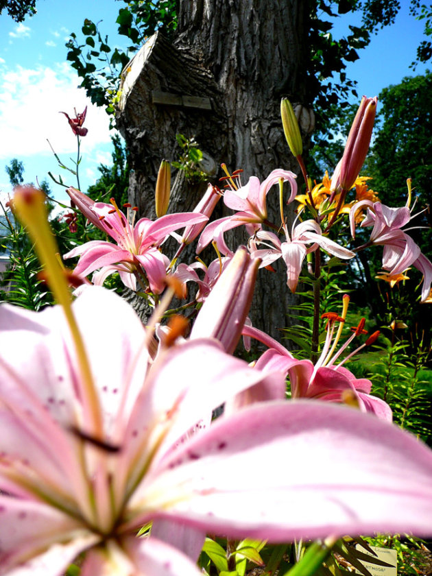 Botanische Tuinen